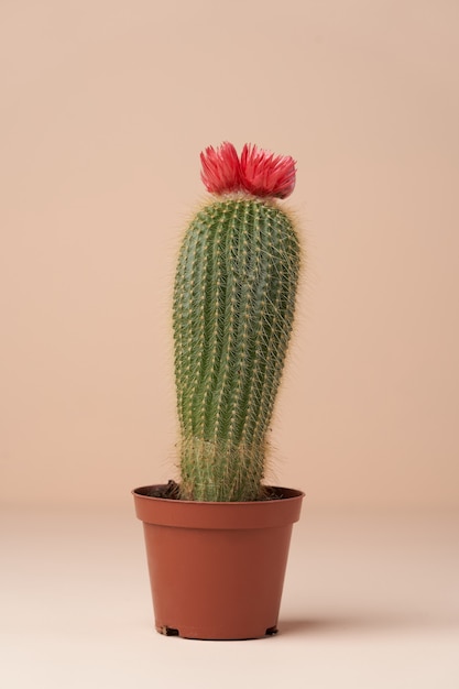 Cactus with flower in a brown pot. Flowering cactus on pink surface with copy space