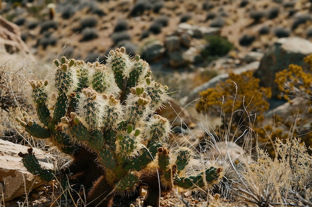 a cactus with green leaves and a black background