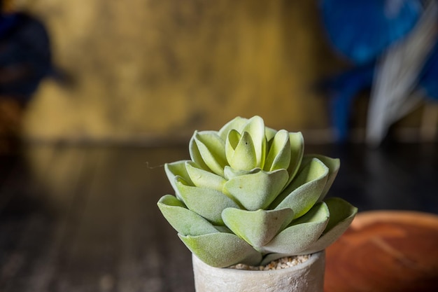 Cactus with houseplants in room Home decor and tree lover conceptConcrete pots minimal style