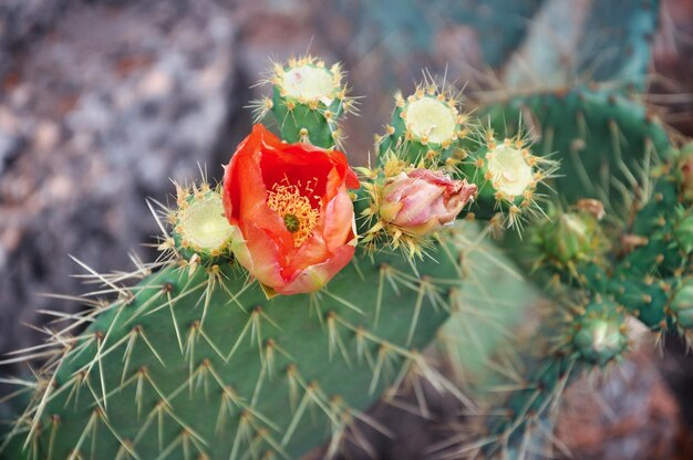 Cactus with thorns and a red flower Blooming succulent Tropical plant