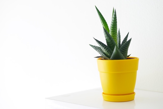 Cactus in the yellow pots against white wall