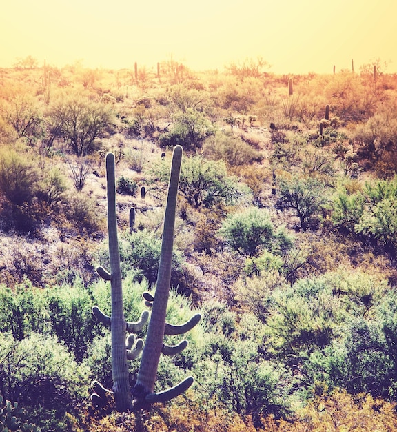 Cactus