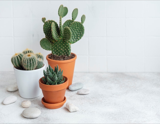 Cactuses and succulent plant in  pots on the table, house plants