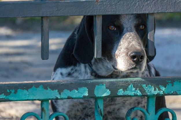 Caged dog portrait looking at you