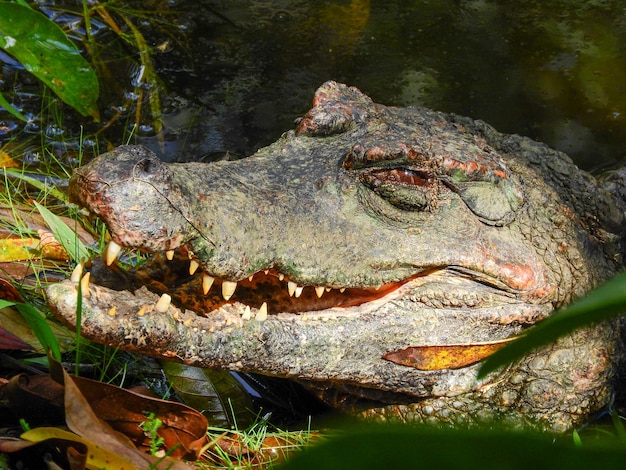 A caiman on the banks of a lagoon, Amazonia, Ecuador