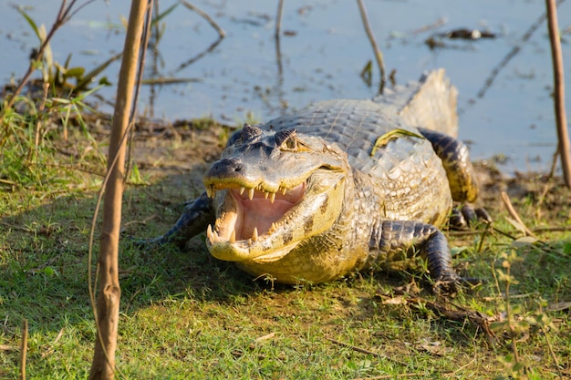 Caiman which heats up in the morning sun