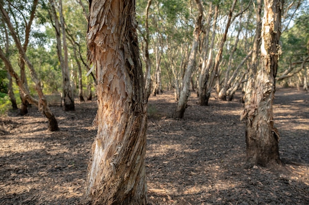 Cajuput or Paperbark Tea Tree forest in  Rayong Botanical Park, Thailand