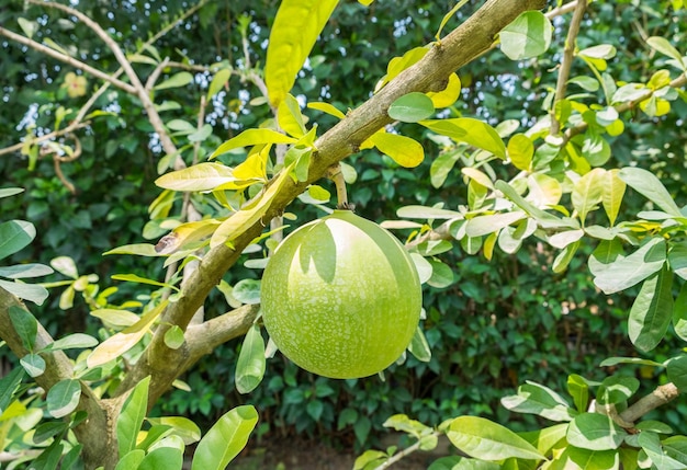 Calabash Calabash TreeWild CalabashCrescentia cujeteBignoniaceae round green