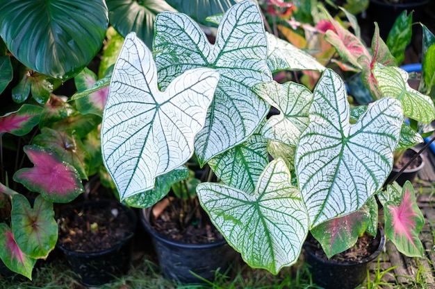 Caladium bicolor Aiton Vent in pot or Queen of the Leafy Plants