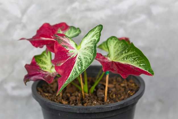 Caladium Bicolor beautiful leaves best in the pot for garden decoration