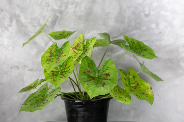 Caladium Bicolor beautiful leaves Queen of leaf for garden decoration