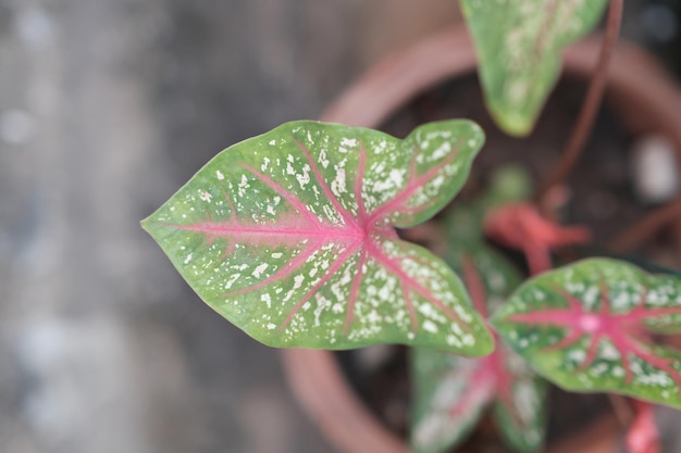 Caladium bicolor is almost popular decorative plant It has colorful leaves with no flower