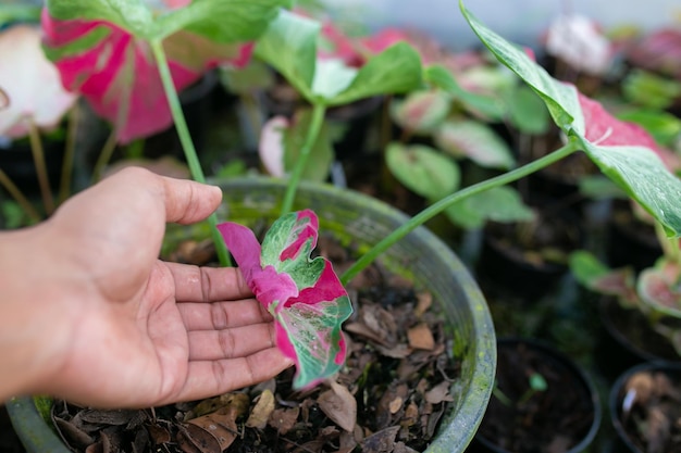 Caladium bicolor is regarded as the Queen of the Leafy Plants.  Caladium Bicolor leave.