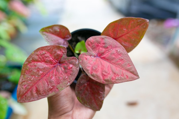 Caladium bicolor is regarded as the Queen of the Leafy Plants