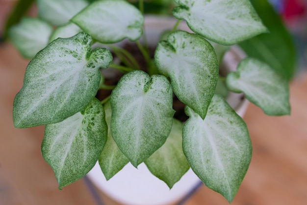 Caladium bicolor is regarded as the Queen of the Leafy Plants.