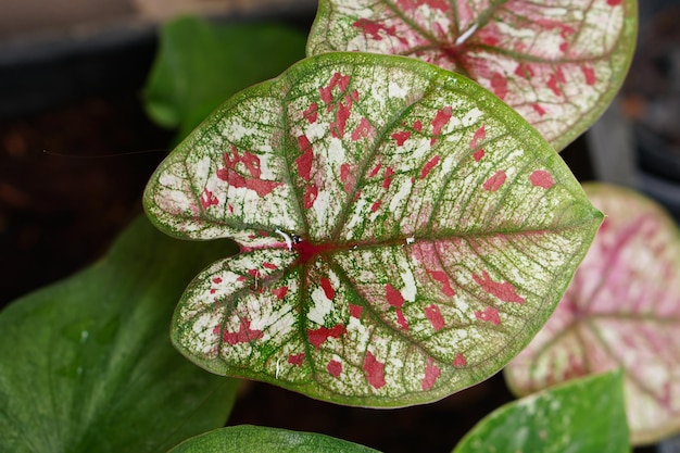 Caladium bicolor in pot great plant for decorate garden