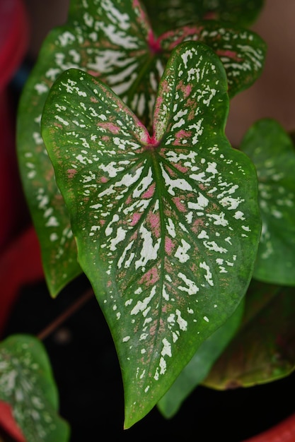 Caladium bicolor in pot great plant for decorate garden