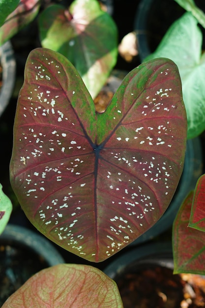 Caladium bicolor in pot great plant for decorate garden