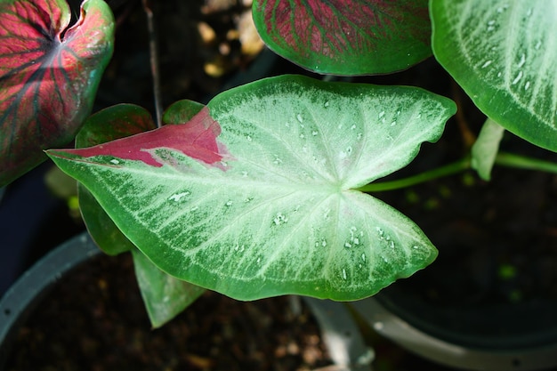 Caladium bicolor in pot great plant for decorate garden