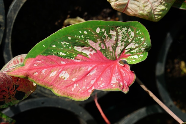 Caladium bicolor in pot great plant for decorate garden