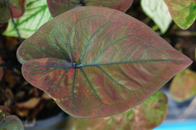 Caladium bicolor in pot great plant for decorate garden