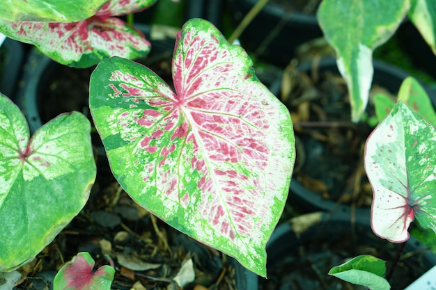 Caladium bicolor in pot great plant for decorate garden