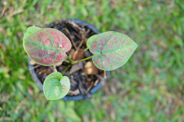 Caladium bicolor in pot great plant for decorate garden