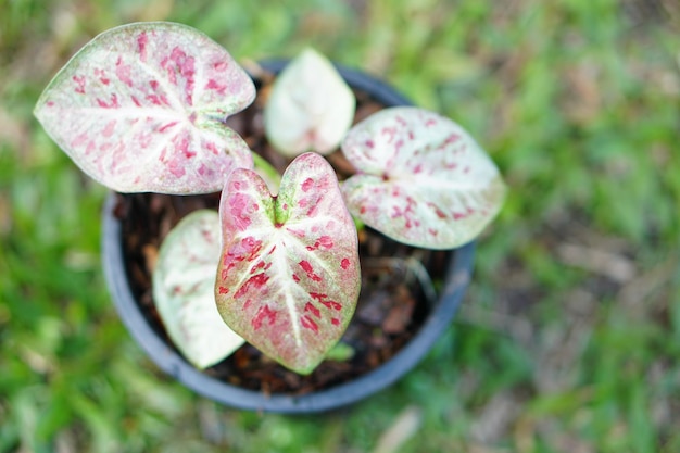 Caladium bicolor in pot great plant for decorate garden