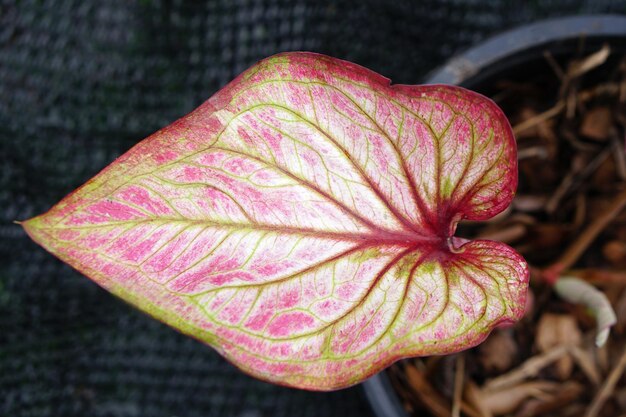 caladium leaves in pot great plant for decorate garden