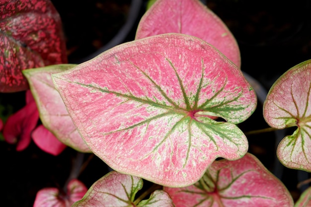 caladium leaves in pot great plant for decorate garden