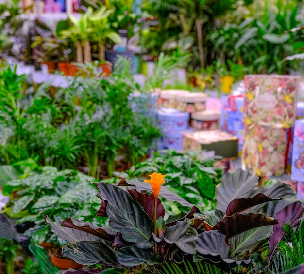 Calathea crocata close-up. Sale in the store. Selective focus