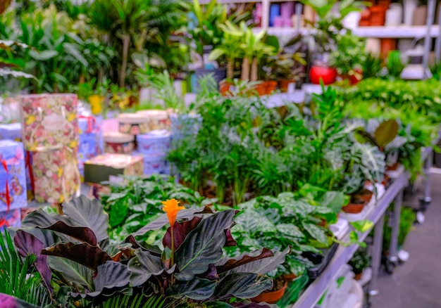 Calathea crocata close-up. Sale in the store. Selective focus