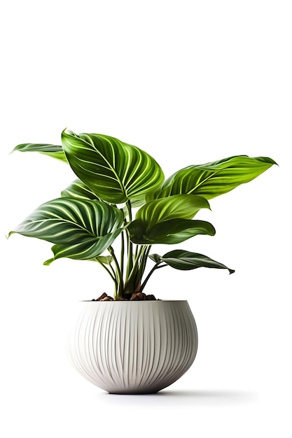 Calathea house plant on ceramic pot