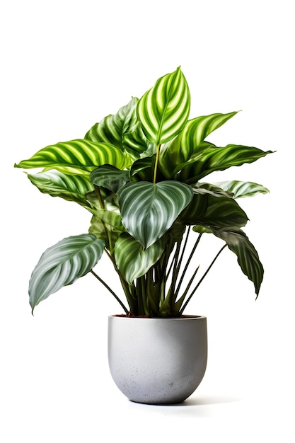 Calathea house plant on ceramic pot