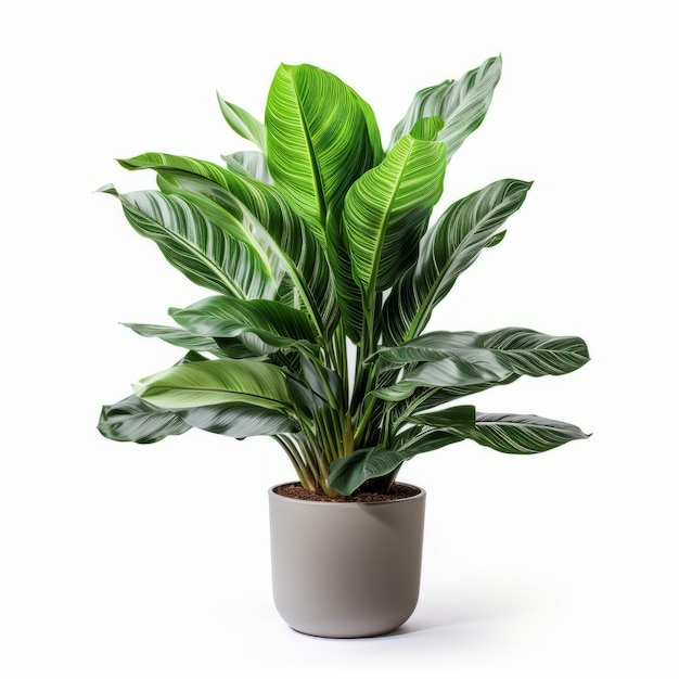 Calathea plant in pot isolated on white background with clipping path