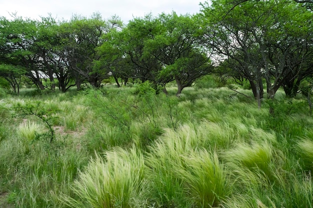 Calden forest landscape Geoffraea decorticans plants La Pampa province Patagonia Argentina