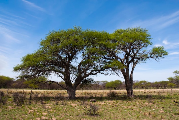 Calden tree in Pampas field landscape, La Pampa Province, Patagonia, Argentina.