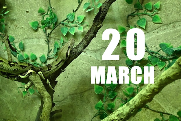 Photo calendar date on light green background with snake crawling on tree branch march 20 is the twentieth day of the month