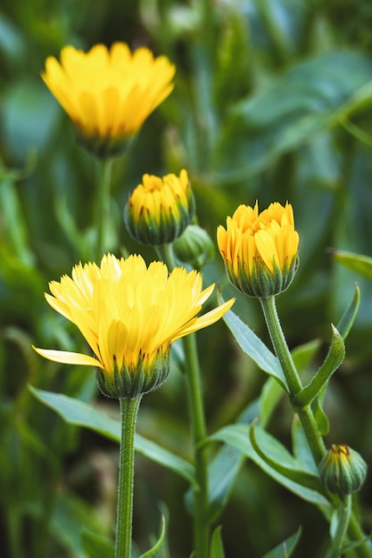 Calendula arvensis Field marigold yellow flowers growing in herb garden