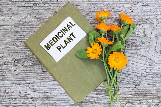 Calendula and directory medicinal plant