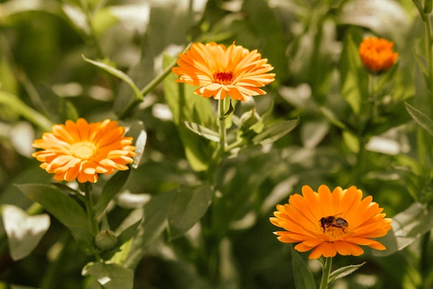 Calendula Flower in Garden. Organic Calendula Marigold growing. Calendula Officinalis.