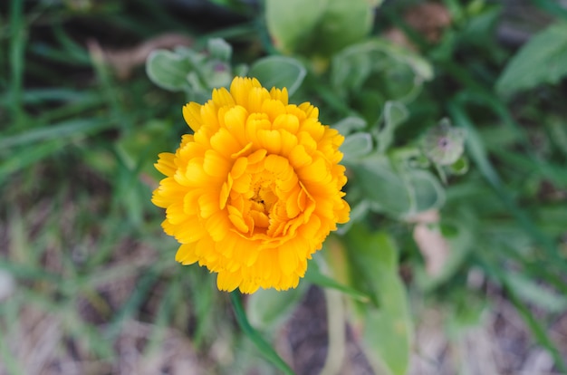 Calendula  flower.