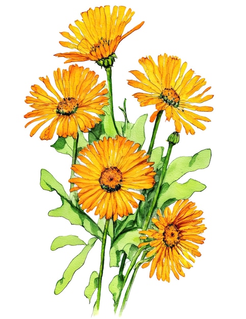 Calendula flowers against a white background Generative AI wate