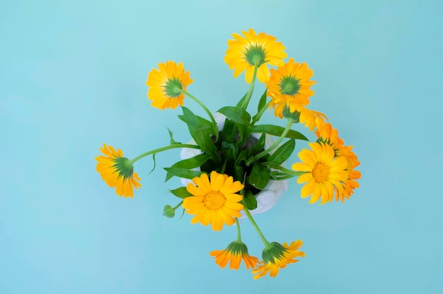 Calendula flowers are a medicinal plant Isolated on a white background Highangle view on a blue background