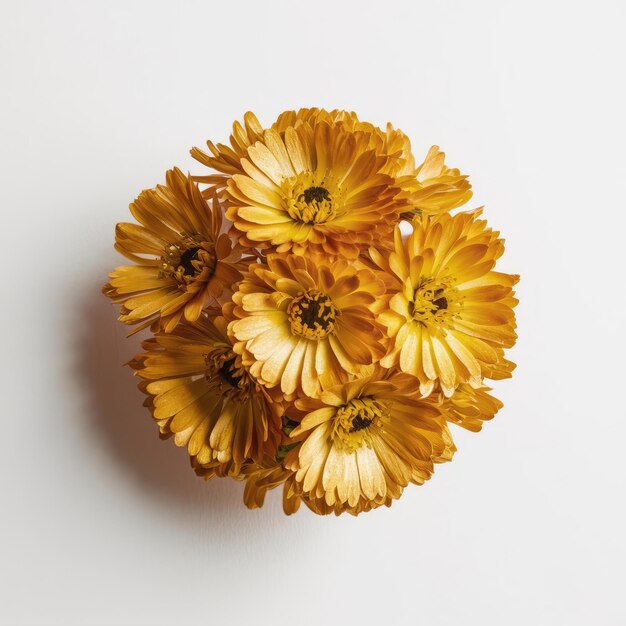 Photo calendula flowers isolated on a white background 2