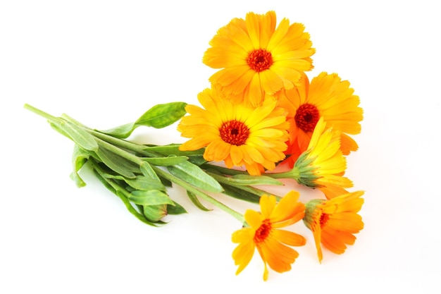 Calendula flowers