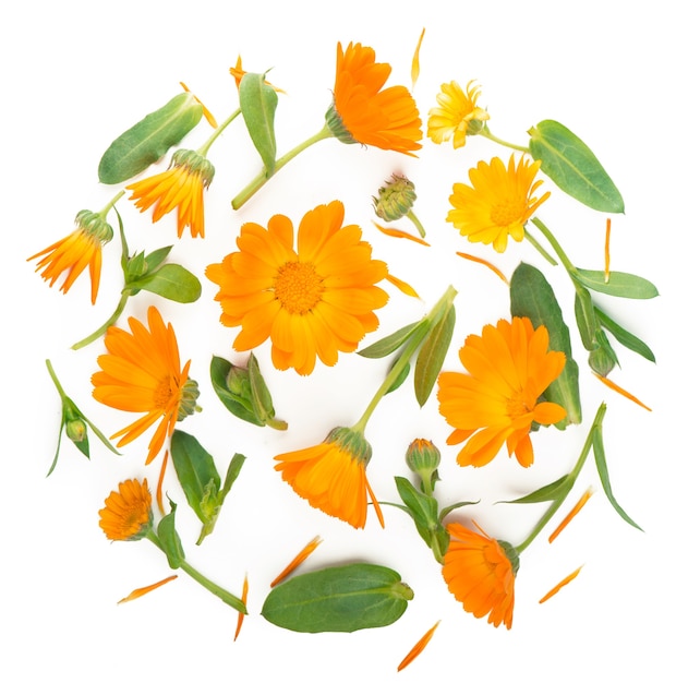 Calendula. Marigold flower isolated on white isolated with copy space for your text. Top view