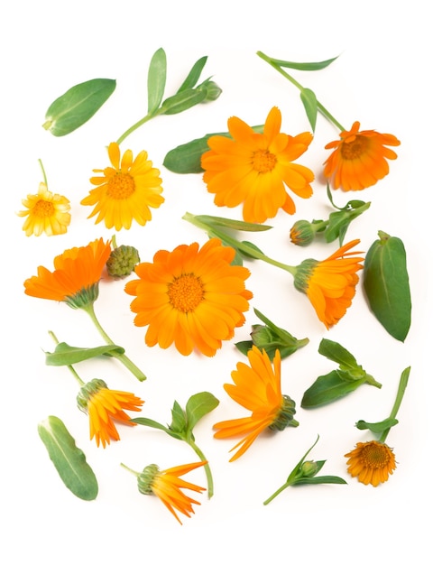 Calendula Marigold flower isolated on white surface