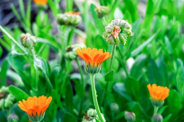 Calendula medicinal plant grows in a garden bed. picking medical plants concept