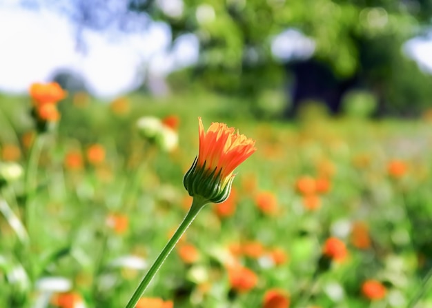 Calendula medicinal plant grows in a garden bed picking medical plants concept